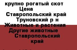 крупно рогатый скот! › Цена ­ 20 000 - Ставропольский край, Труновский р-н Животные и растения » Другие животные   . Ставропольский край